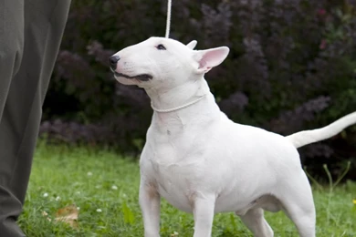 Wallpapers Of The Day: Bull Terrier