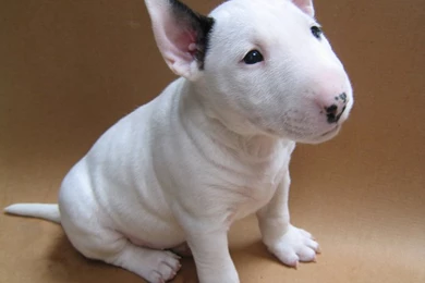 1200x1600 → Staffordshire Bull Terrier Wallpapers