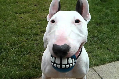 Awesome Bull Terrier HD Wallpapers Free Download