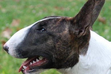Wallpapers Bull Terrier 1024x768