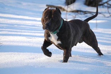 Staffordshire Bull Terrier Wallpapers HD Download