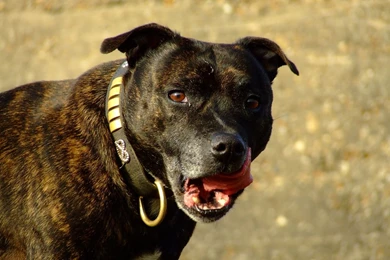Nice Staffordshire Bull Terrier Photo And Wallpaper. Beautiful ...