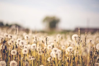 Tumblr Wallpapers Dfb   HD Wallpapers