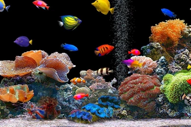 612 Fish HD Wallpapers