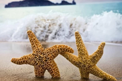 Funny Star Fish Desktop Wallpapers