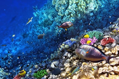 Ocean Seabed Reef Exotic Marine Fish Desktop Wallpaper Backgrounds ...