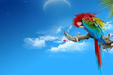 Top Awesome Alone Parrot Hd Wallpapers