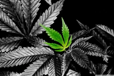 Weed HD Wallpapers In Color HD Desktop Wallpapers : Widescreen ...