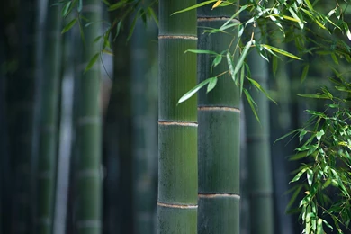 Old Bamboo Photography Wallpapers In The Memory Of A Lengthy Time 3 ...