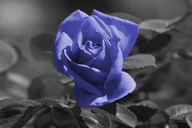 Wallpapers Christofer Drew Best Flower In Hd For Those Who Is Like ...