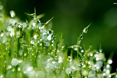 Raindrops Wallpapers   Wallpapers Cave