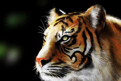Tiger On Black Backgrounds Wallpapers