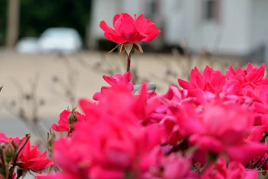 Nexus 5 Wallpapers Page 30: Spring Perfume Day Orchids White ...