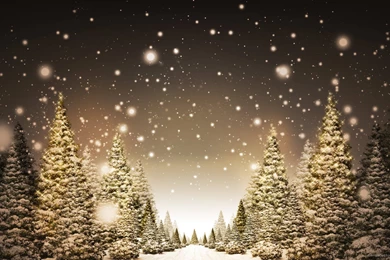Download 1920x1080 Snowy Pine Trees In Snowflakes Wallpapers