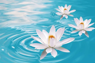 Lotus Flower Wallpapers   Wallpapers Cave
