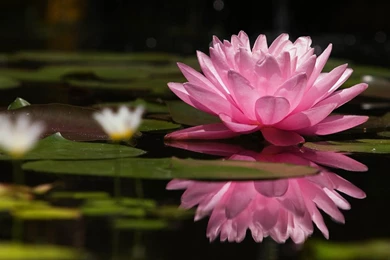 Laptop 1366x768 Lotus Wallpapers HD, Desktop Backgrounds 1366x768