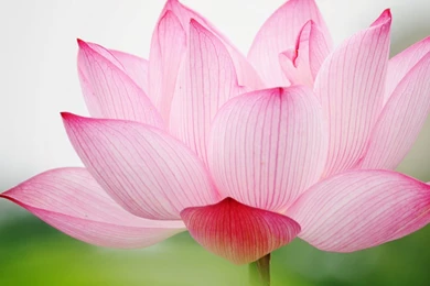 Lotus Images
