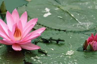 Lotus Wallpapers   Wallpapers Cave