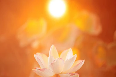 Magical Beauty Of Lotus Flower Wallpapers