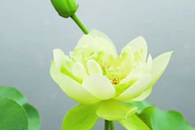 Green Lotus Flower Wallpapers 19, Lotus Flower Pictures & Images