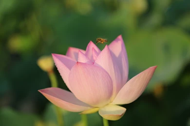 Morning Lotus Flower Wallpapers 14, Lotus Flower Pictures & Images