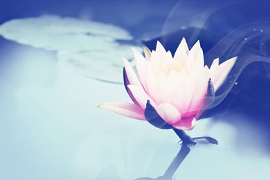 Lotus Leaves Wallpapers