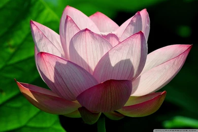 Lotus Flower HD Desktop Wallpapers : Widescreen : High Definition ...