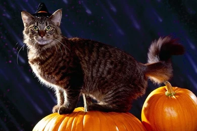 Halloween Cat Wallpapers   Wallpapers Cave