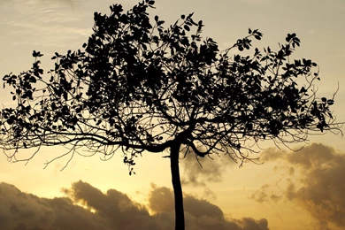 Comienza El Concurso De Wallpapers Para Ubuntu 12.04