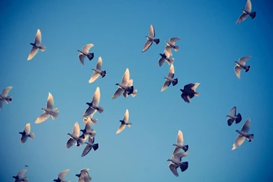 Ubuntu 12.04 Default Wallpapers Has Arrived, Community Contributed ...