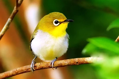 Free Wallpapers 672   HD Wallpapers