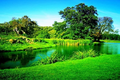 Green tree wallpaper 3 4503 HD Wallpapers