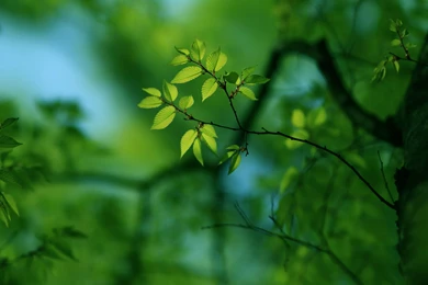 Green Tree Mac Wallpapers Download