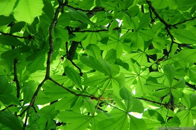 Spring Trees Wallpapers   Crazy Frankenstein