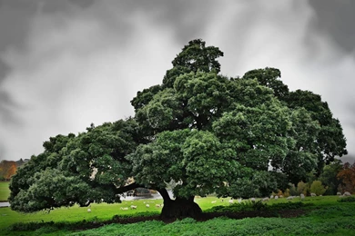 Nature Wallpaper: Green Tree Wallpapers High Resolution HD ...