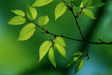 Green Tree iPhone 4s Wallpapers Download