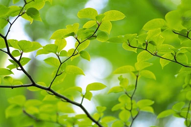 Download Green Trees Wallpapers 1920x1080