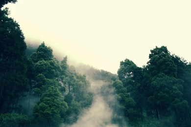 Green Tree Wallpapers