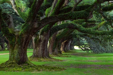 Green Tree Wallpapers Picture : Nature Wallpapers   Rakaruan.com