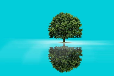 Green Tree & Aqua Lake Reflect Wallpapers