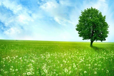 Download Green Tree HD Wallpapers For Desktop