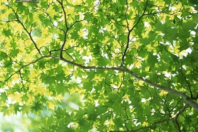 Lush Trees Wallpapers   Green Leaves & Trees Wallpaper19   Wallcoo.net