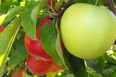 Apple Green Tree Wallpapers