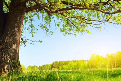 Nature Wallpaper: Green Tree Wallpapers High Resolution HD ...