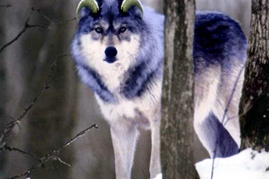 Monster Rancher tiger By GiuseppeDiRosso On DeviantArt