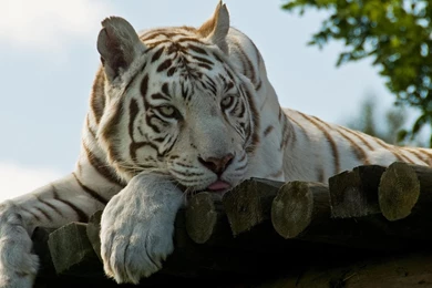 4K Ultra HD White Tiger Wallpapers HD, Desktop Backgrounds 3840x2160