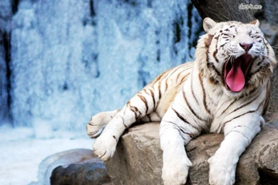 Wallpapers White Tigers Yawning Tiger Animal 800x600