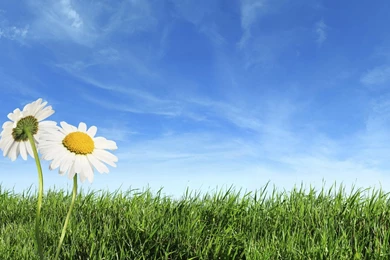 Free Spring Desktop Wallpapers Screensaver, Grass Backgrounds ...