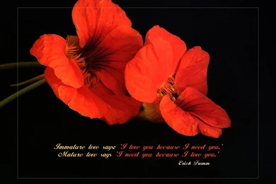 Love Quotes Wallpapers Cool Wallpapers HD For Desktop ...