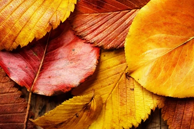Gallery For > Red And Yellow Leaves Wallpapers